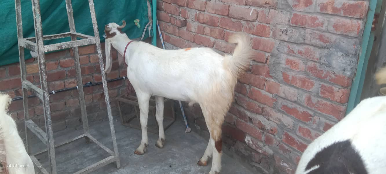 Goats 5