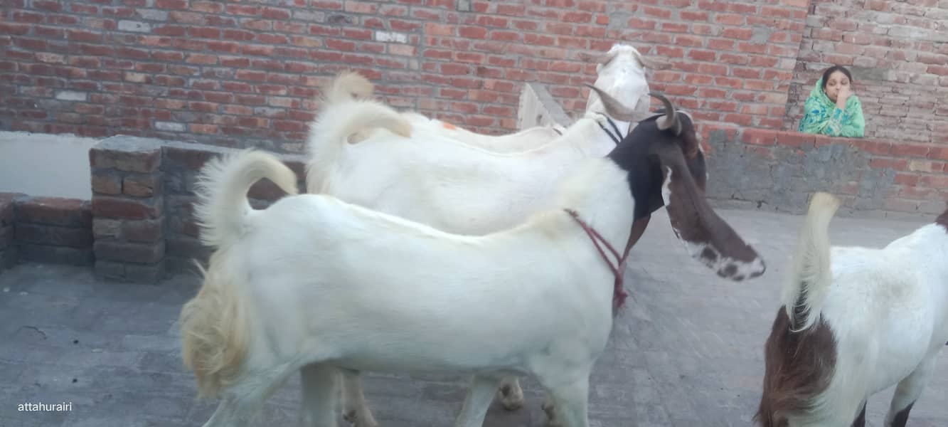 Goats 6