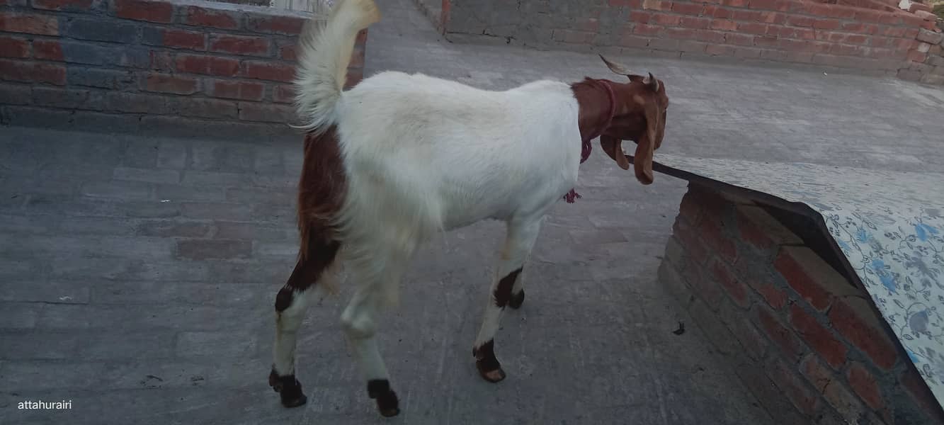 Goats 7
