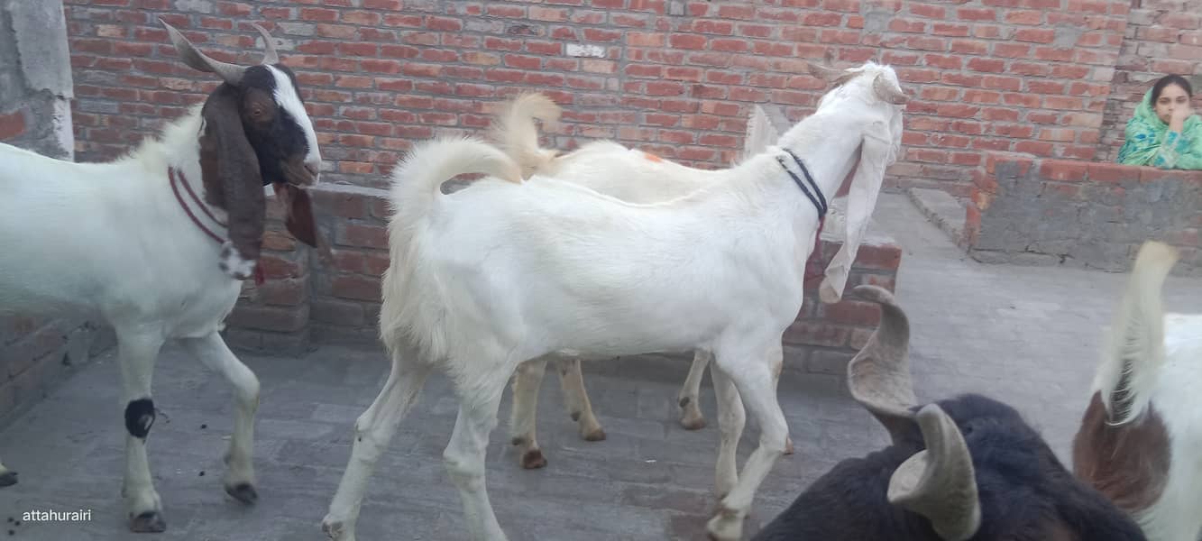 Goats 8