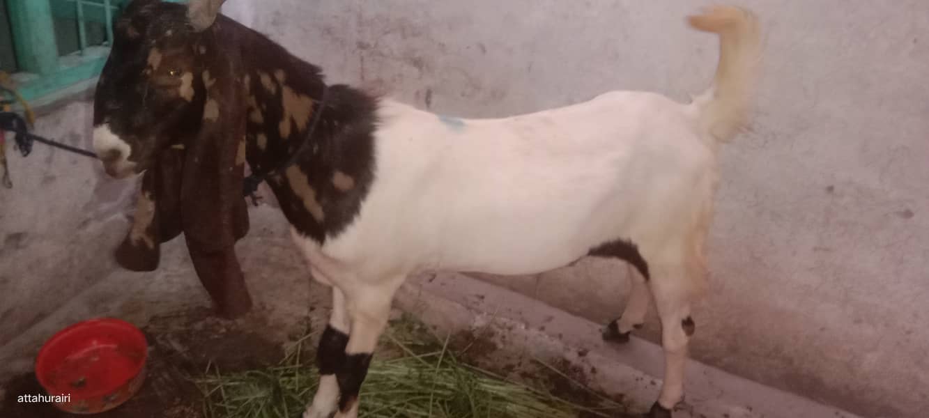 Goats 9