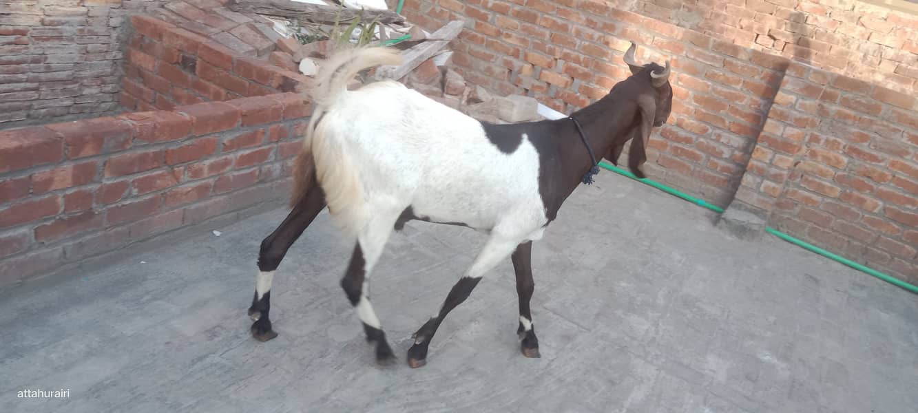 Goats 10