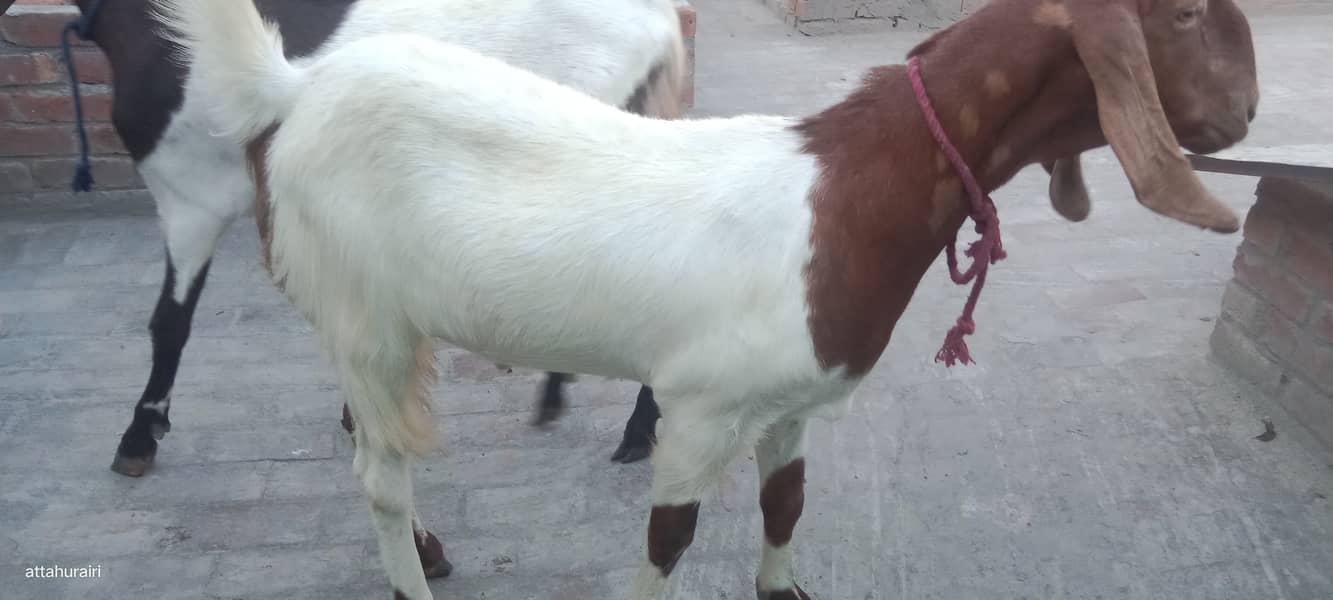 Goats 11