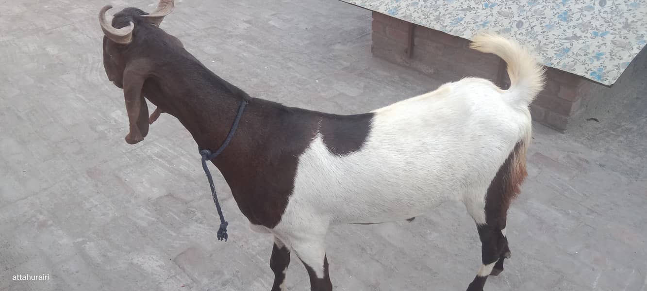 Goats 13