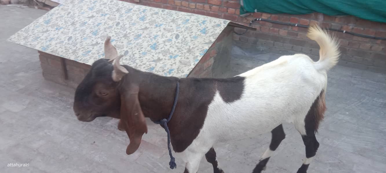 Goats 14