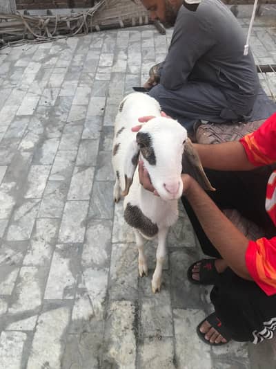 Qubani Ka Janwar