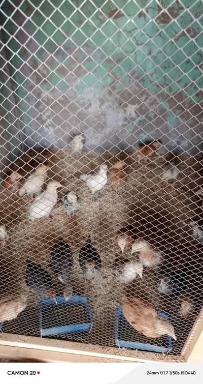 chickens 