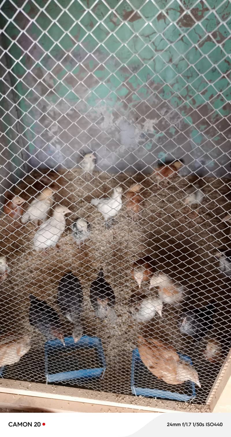 chickens  0