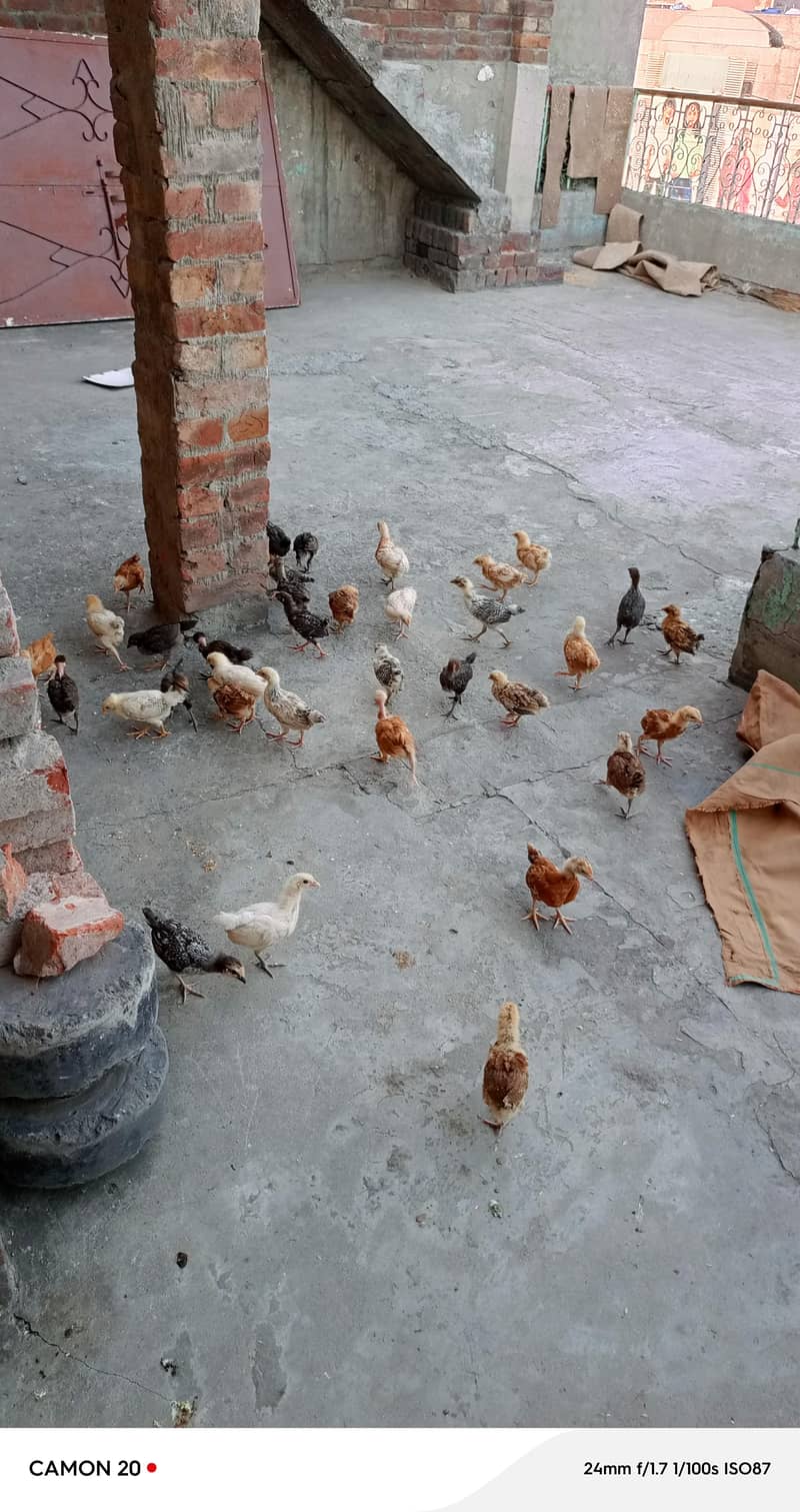 chickens  1