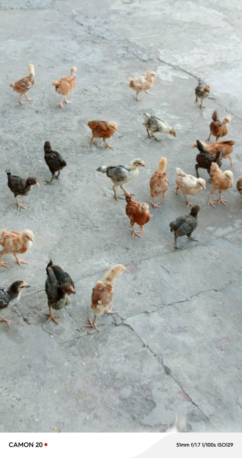 chickens  2