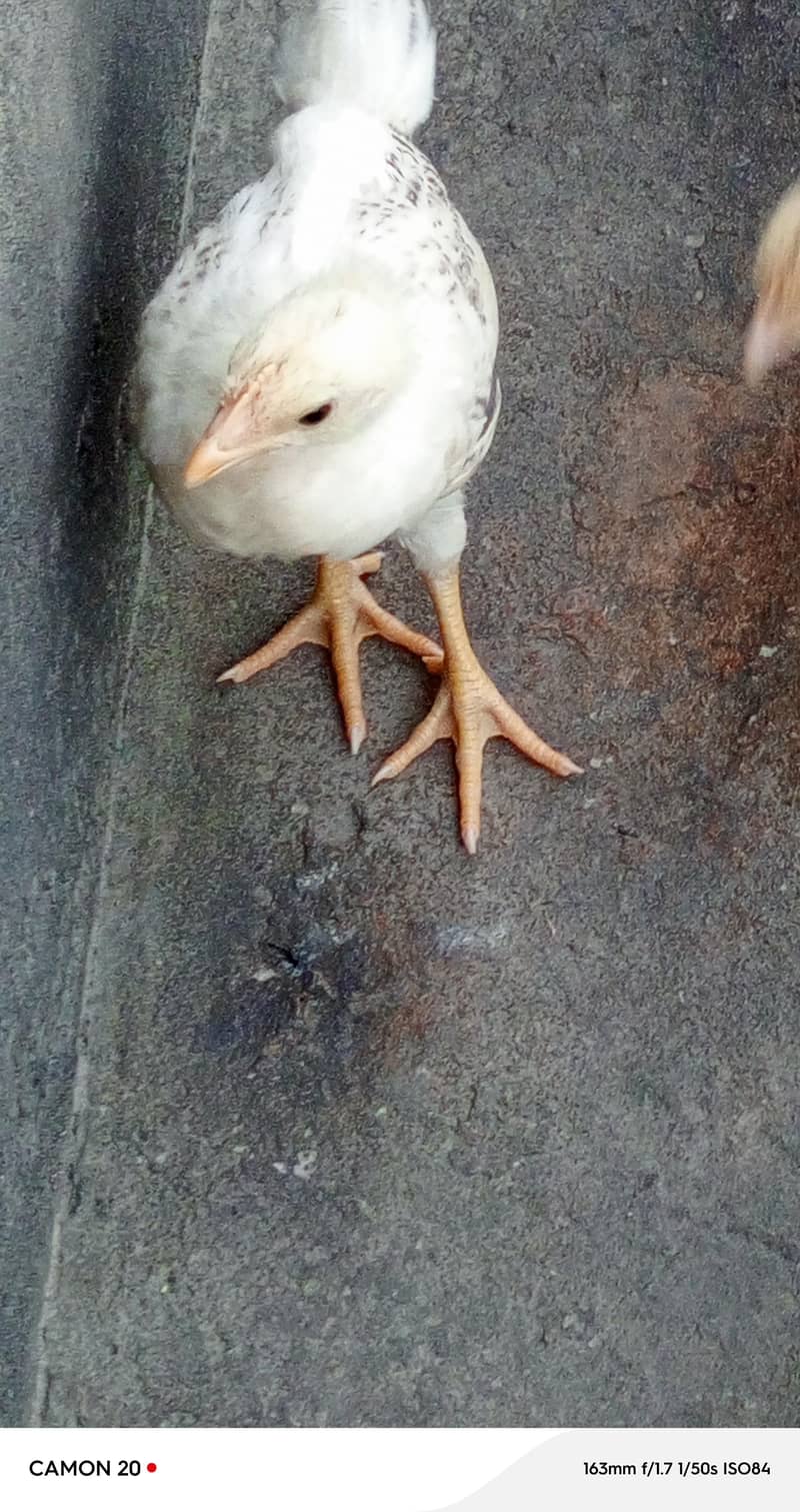 chickens  3