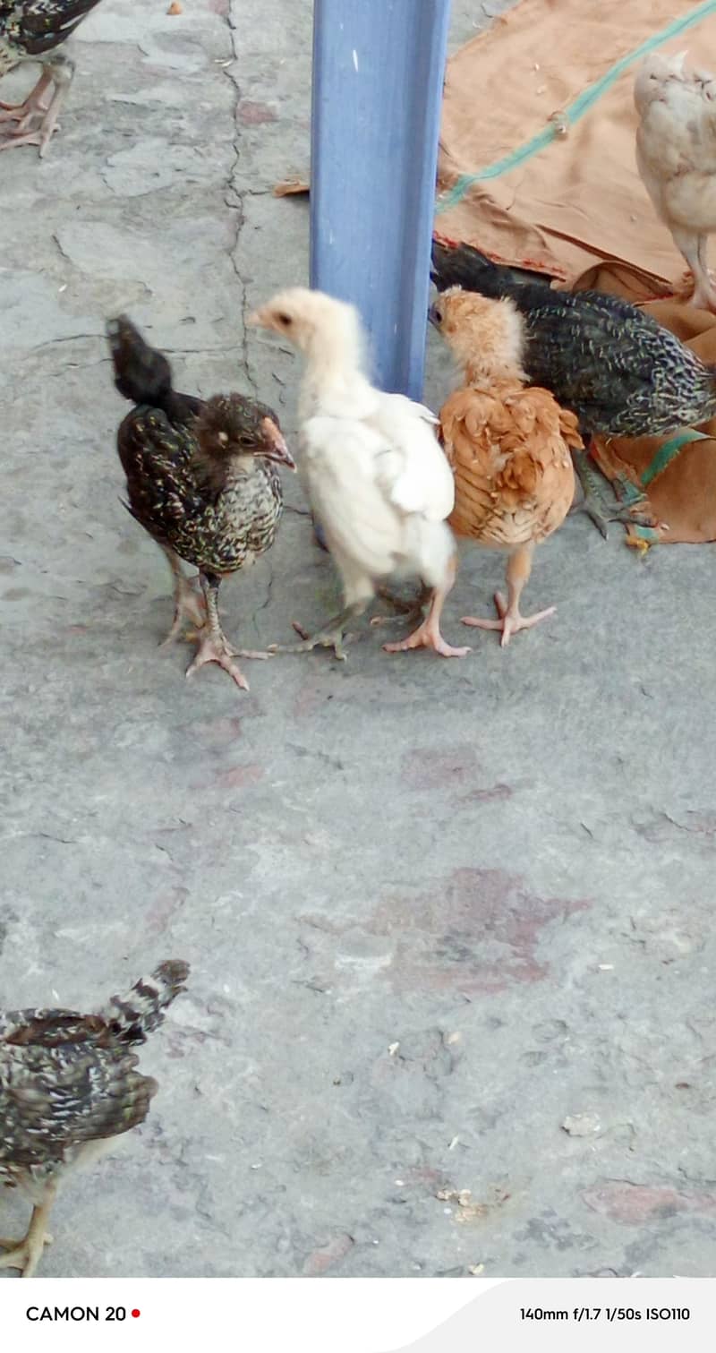 chickens  4