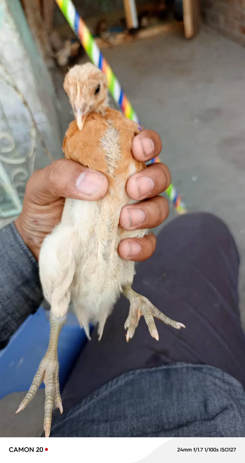 chickens  5