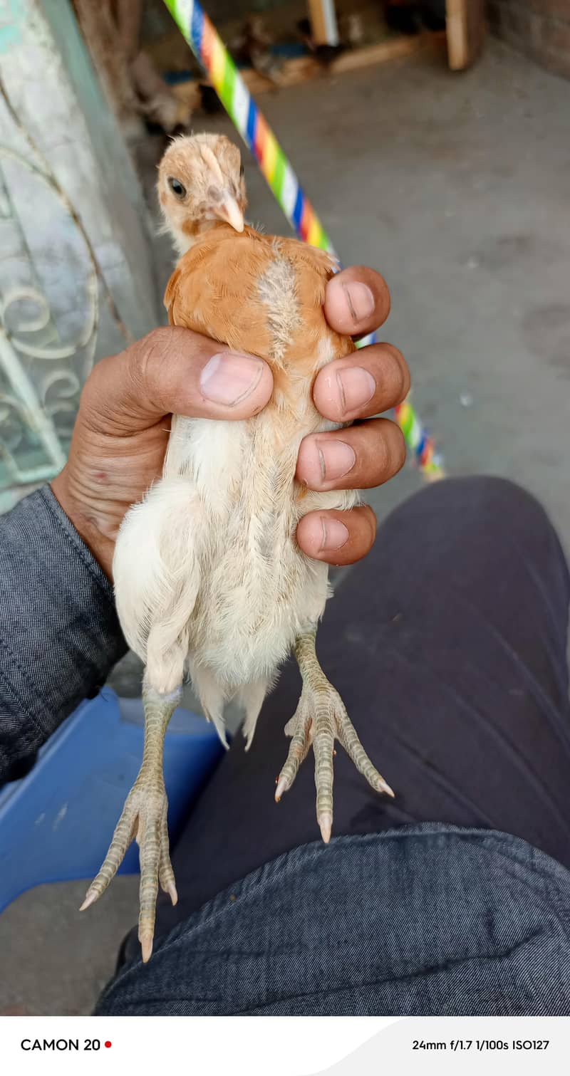 chickens  6
