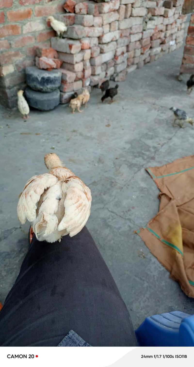 chickens  7