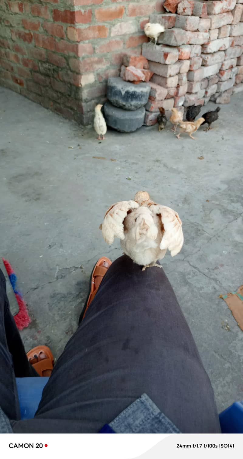 chickens  8