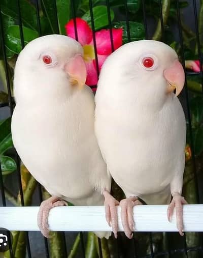 Breding Pairs for sale