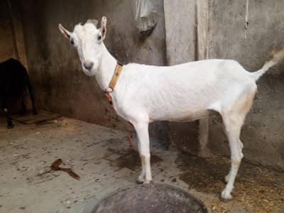 tedd bakri