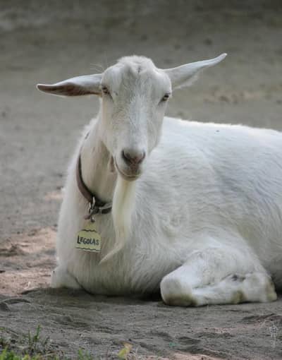 Kasai for goats