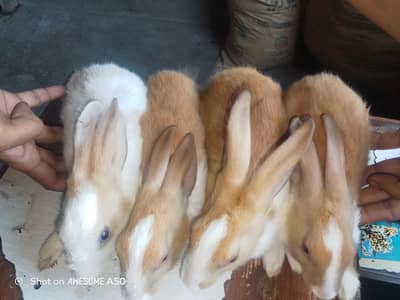 rabbit