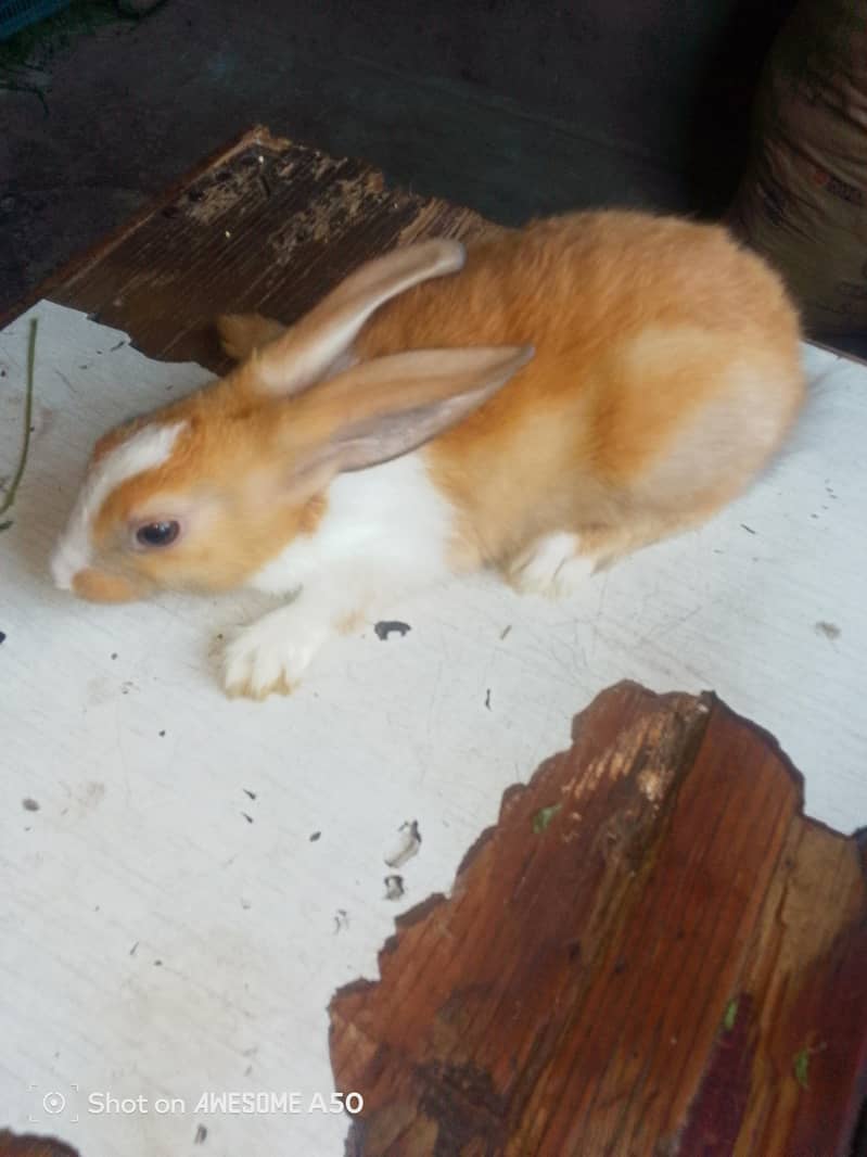 rabbit 1