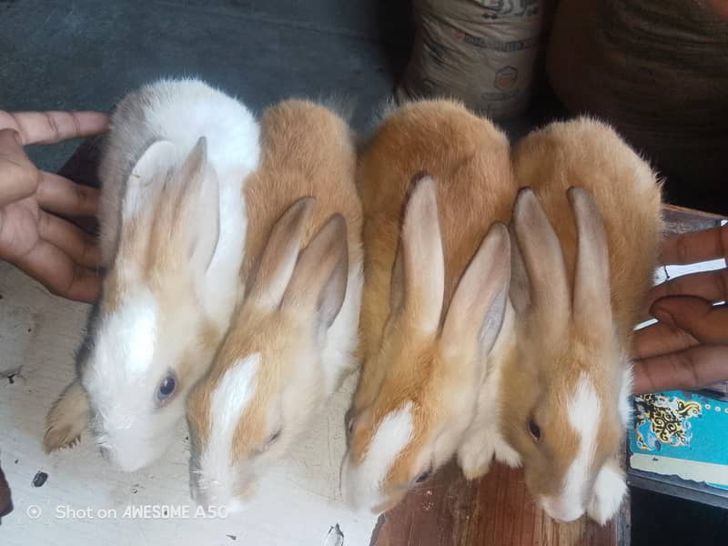rabbit 2