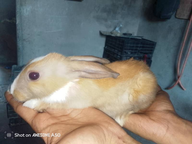 rabbit 3