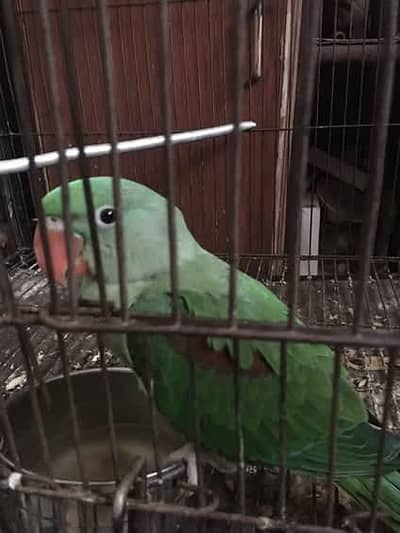 Kashmiri Raw parrot