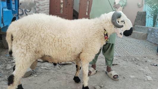 Dumba for sale