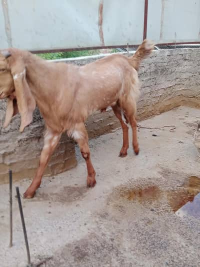 makachni bakra