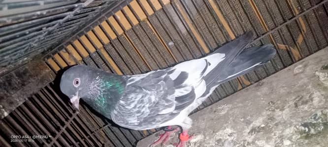 Dubwala or Lakha male for sale