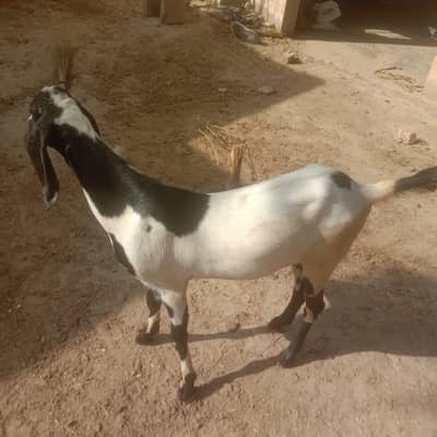 sale Bakra