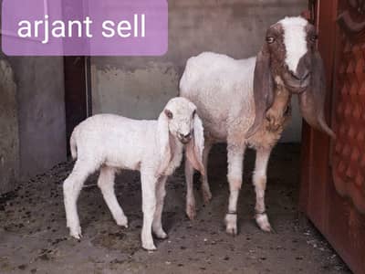 Sheep with bacha