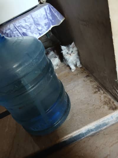 Persian male kittens