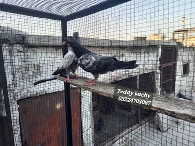 Royal Teddy birds