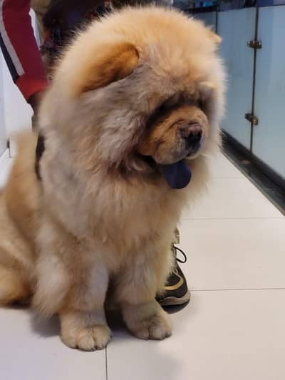 chow chow Top quality imported Male available for cross 03115090318