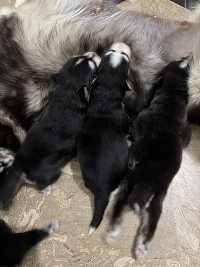 Husky puppies for sale