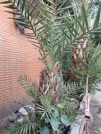 Male Palm Tree 19 year old