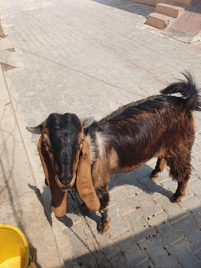 bakra for sale