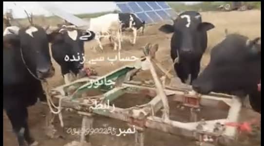 Cows for Sale