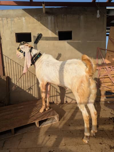 2 dant Heavy Weight Bakra for Sale – Perfect for Eid