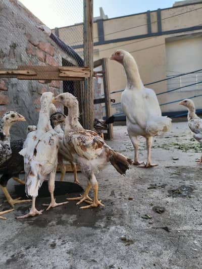 Full Aseel Chicks