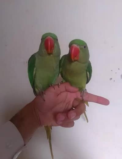 Raw parrots