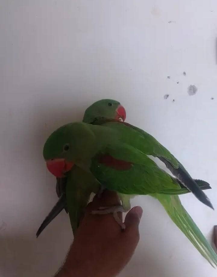 Raw parrots 1