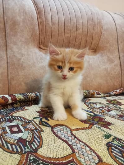 kitten for sell