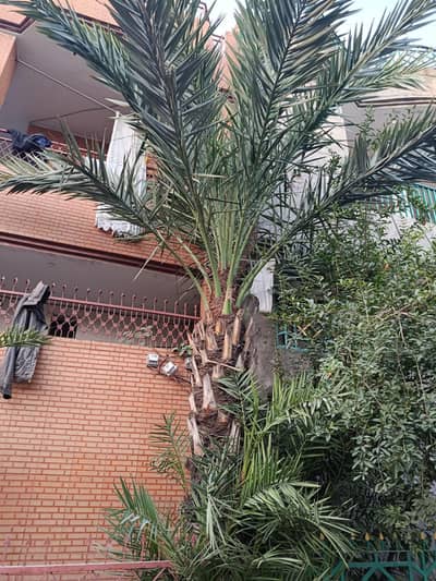 A very beautiful female palm tree