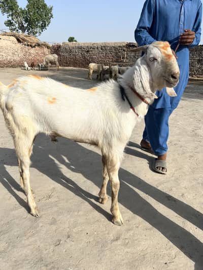Donda bakra for sale in reasonable price jisko smjh ay
