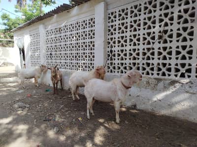 Bakra 2 Dant