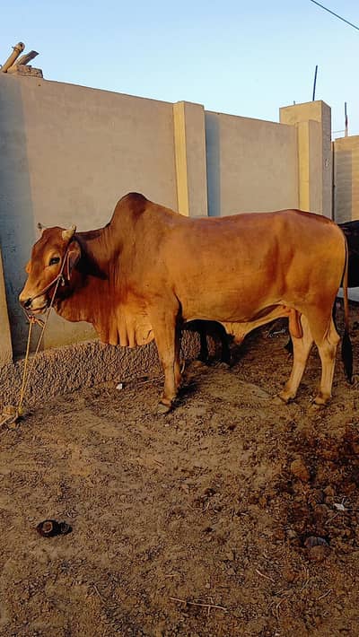 bull,bachra
