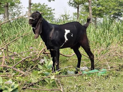 kasai available